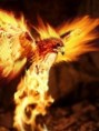 /album/a240x320/hawkfo1-jpg/